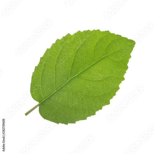 fresh green leaf of kiwi isolated on white background