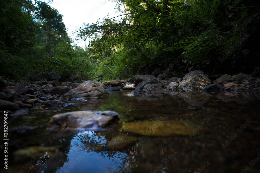 stream in the forest