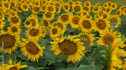   field of blooming sunflower