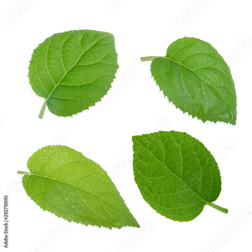 Wallpaper Mural set of fresh kiwi leaves isolated on white background Torontodigital.ca