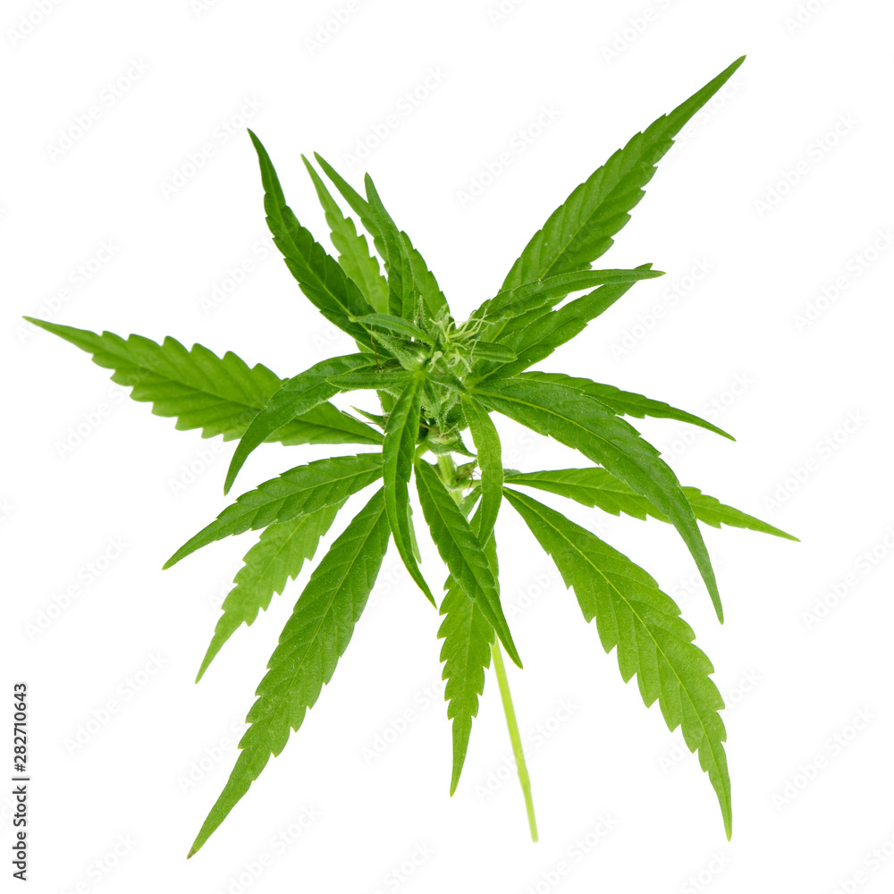 cannabis leaves isolated on white background cannabis leaves isolated on white background