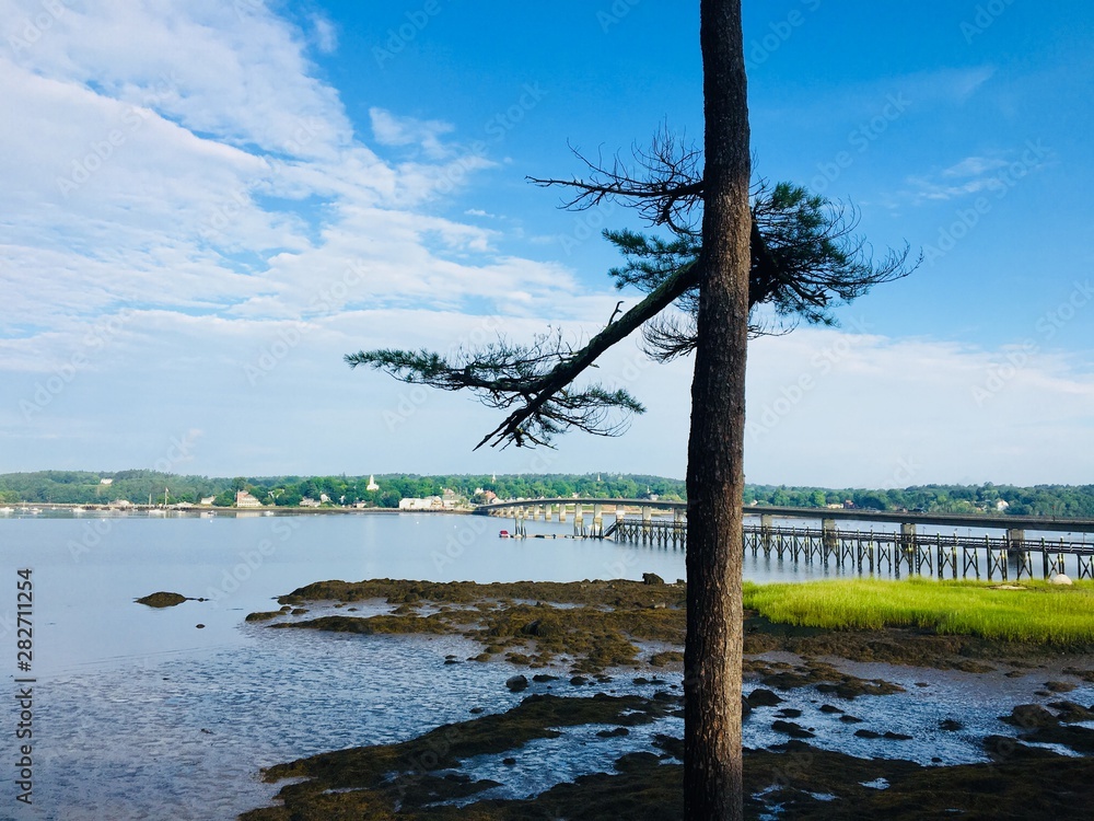 tree on the beach