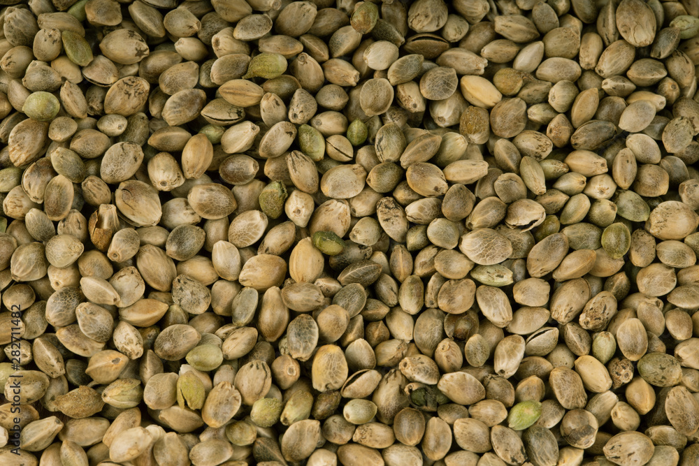heap of fresh cannabis seeds background heap of fresh cannabis seeds background