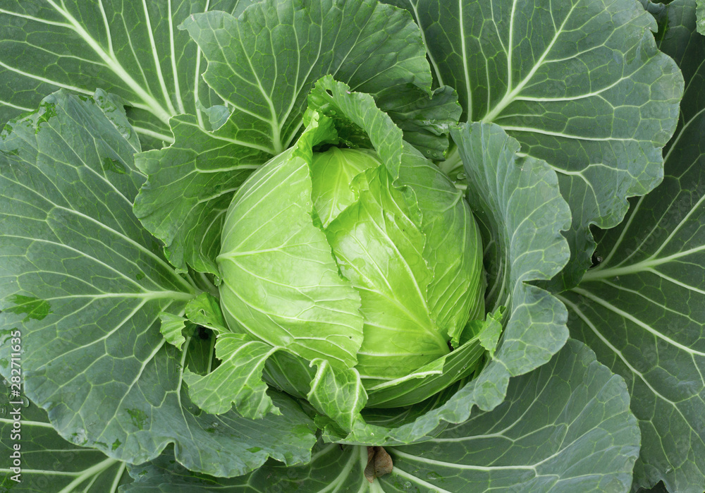 fresh green cabbage fresh green cabbage