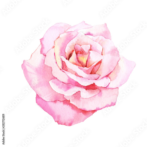 Watercolour hand painted botanical gentle rose flower head illustration isolated on white background