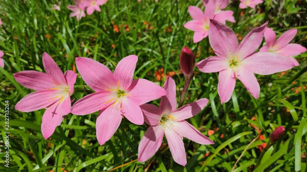 Flowers are blooming in the garden with pink flowers. Nature background Flowers are blooming in the garden with pink flowers. Nature background