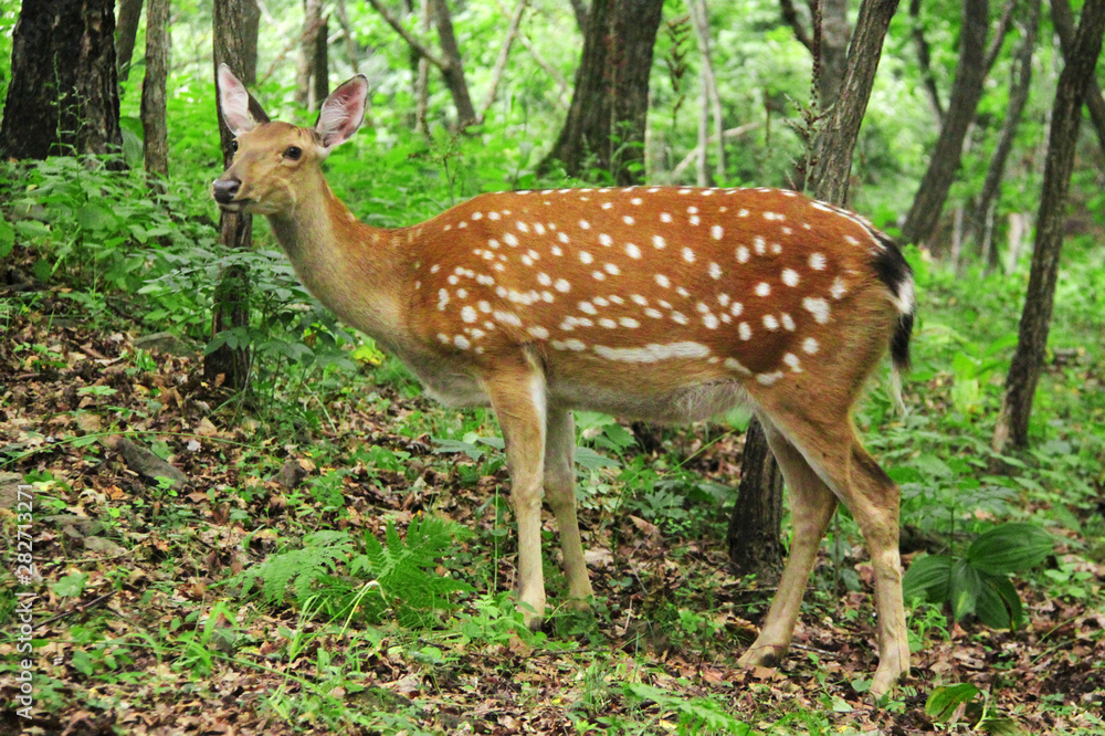 Obraz premium Sika deer in a forest