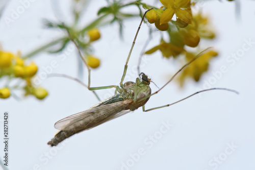 Mosquito chironomidae resting on the flower. Such insects are not able to harm humans. photo