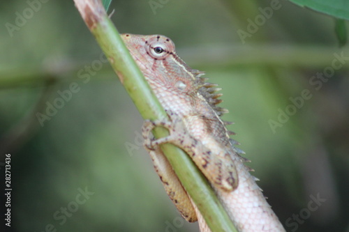 Lizard on Leaf © Benoni