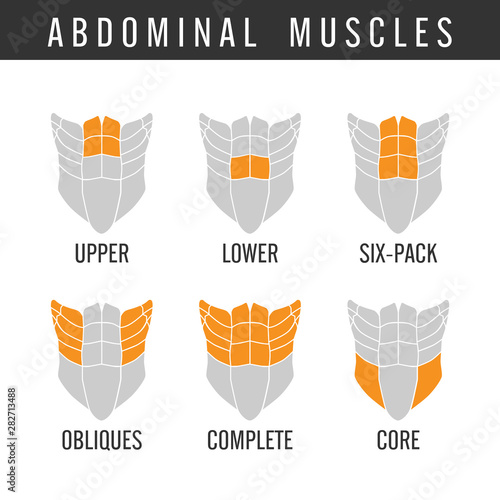 Human Abdominal muscles overall in icon style. Illustration about bodybuilding.