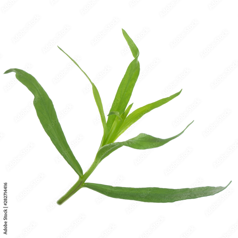 branch of tarragon isolate don white branch of tarragon isolate don white