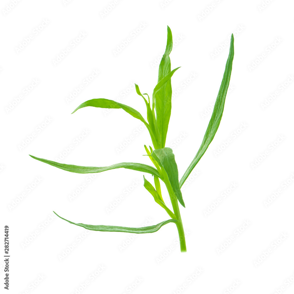 branch of tarragon isolate don white branch of tarragon isolate don white