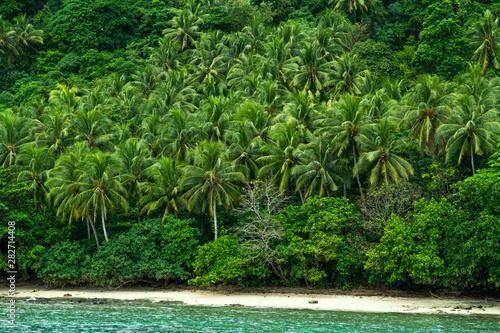 Fototapeta Naklejka Na Ścianę i Meble -  Lots of coconut tree in the beautiful paradise