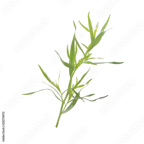 branch of tarragon isolate don white