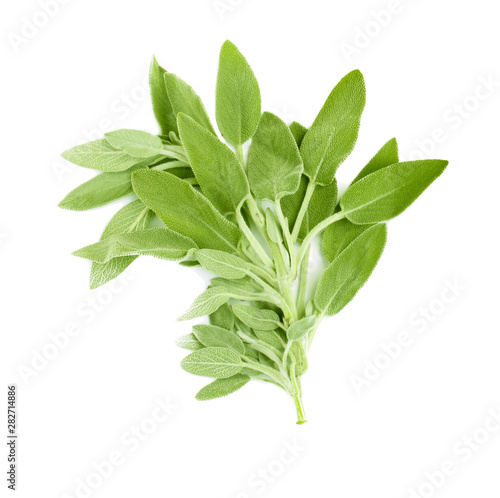 heap of fresh green sage isolated on white background