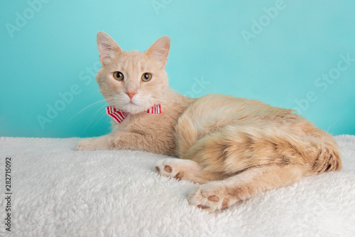 Cute Young Beige Tabby Cat Wearing Red and White Striped Bow Tie Costume Portrait Lying Down Full Body © Ashley