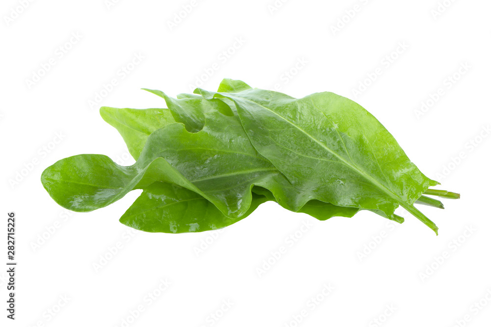 heap of fresh green leaves of sorrel with water drops isolated on white heap of fresh green leaves of sorrel with water drops isolated on white