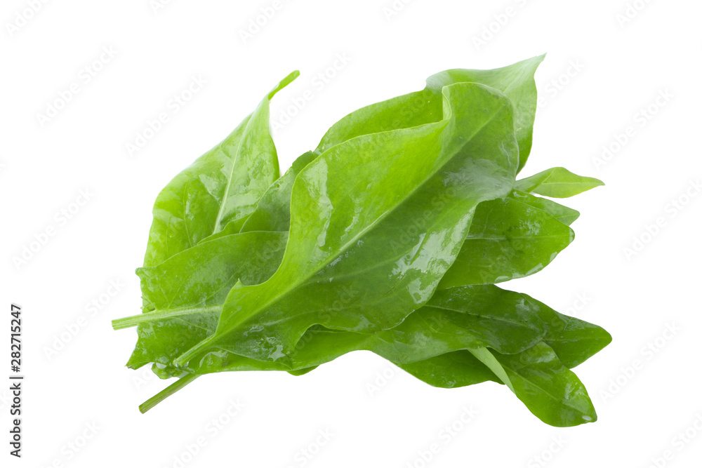 heap of fresh green leaves of sorrel with water drops isolated on white heap of fresh green leaves of sorrel with water drops isolated on white