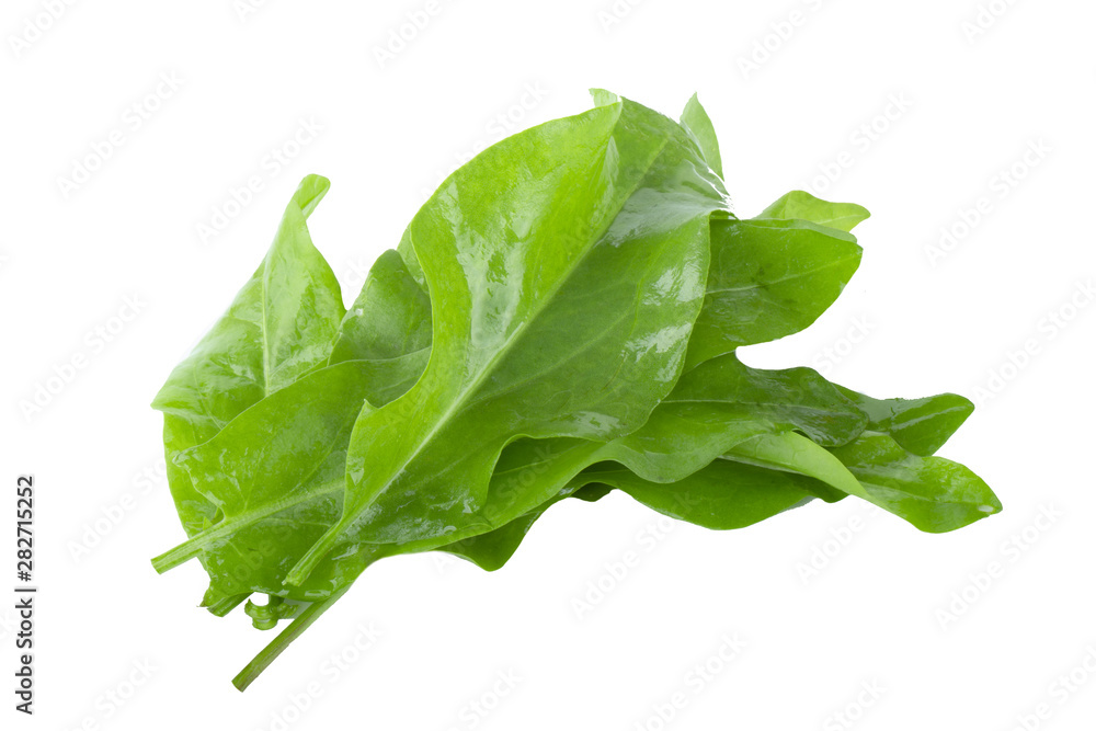 heap of fresh green leaves of sorrel with water drops isolated on white heap of fresh green leaves of sorrel with water drops isolated on white