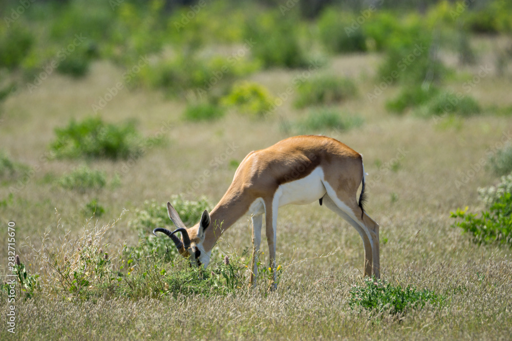 Springbok in Etosha National Park Springbok in Etosha National Park