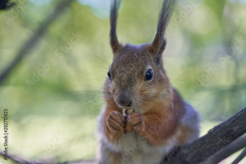 Ginger squirrel takes from hands of human seeds