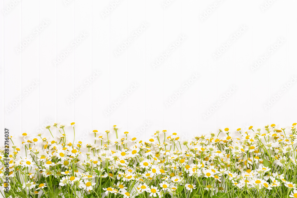 Chamomile flowers floral framee. Flat lay, top view. - obrazy, fototapety, plakaty 