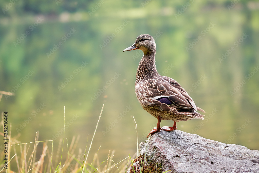 One female mallard duck (Anas platyrhynchos) standing on a rock in nature background, Feldberg Germany One female mallard duck (Anas platyrhynchos) standing on a rock in nature background, Feldberg Germany