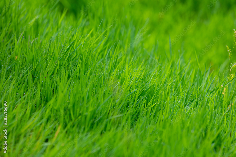 Obraz premium Green grass for background, natural grass texture