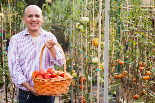 Gardener with tomatoes harvest © JackF