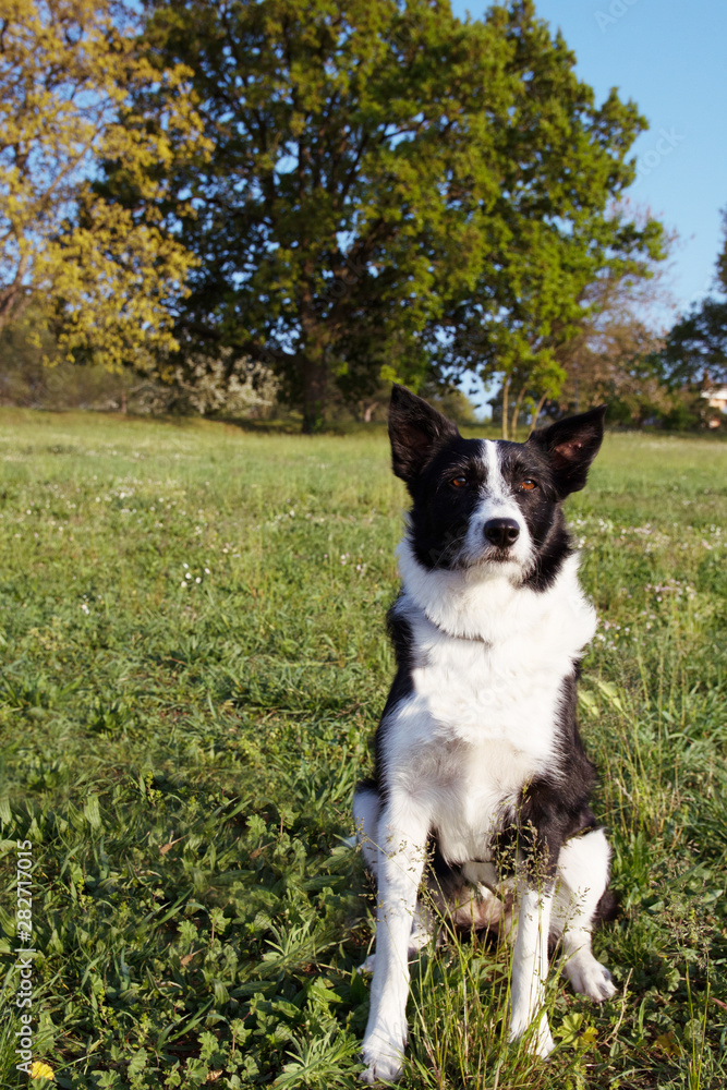 Portrait Border Collie sitting on green grass. Portrait Border Collie sitting on green grass.