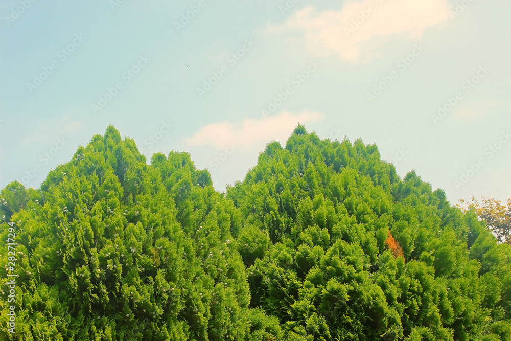 측백나무  산풍경