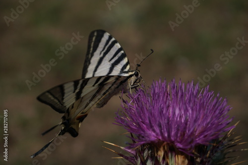 Schmetterling (Segelfalter) in der Natur