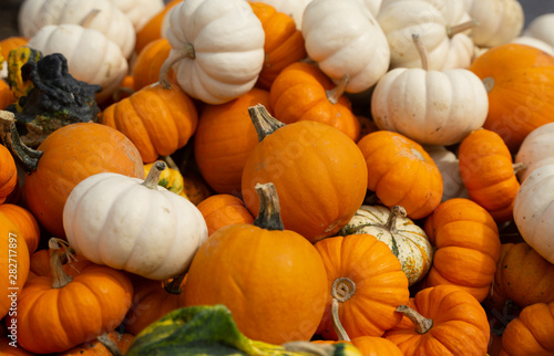 Orange and white pumpkins and gourds, harvested in time for fall holidays