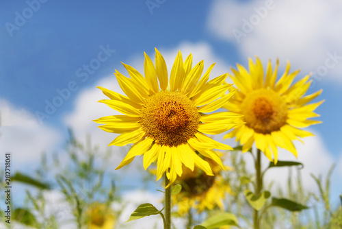 sunflower flowers