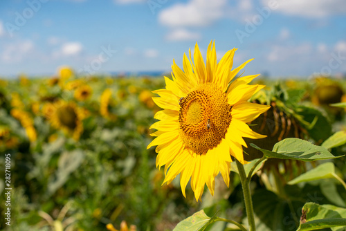 sunflower flowers