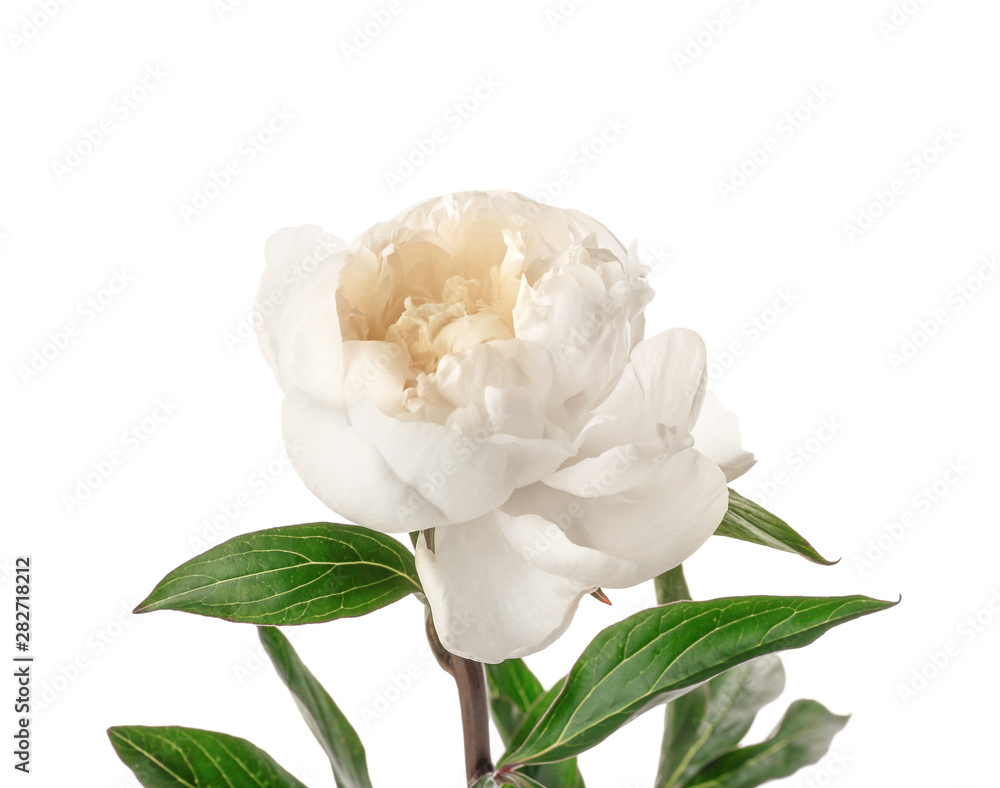 Beautiful peony flower on white background Beautiful peony flower on white background