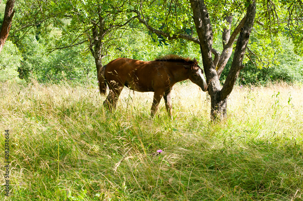 white mare with chestnut foliage in the mountains of a beautiful sunny day white mare with chestnut foliage in the mountains of a beautiful sunny day