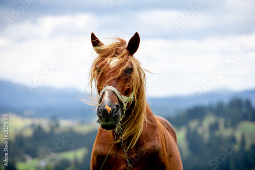 brown horse close up portrait