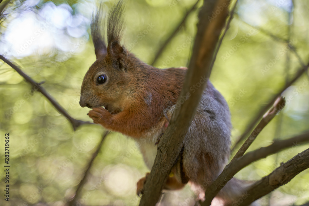 Ginger squirrel takes from hands of human seeds