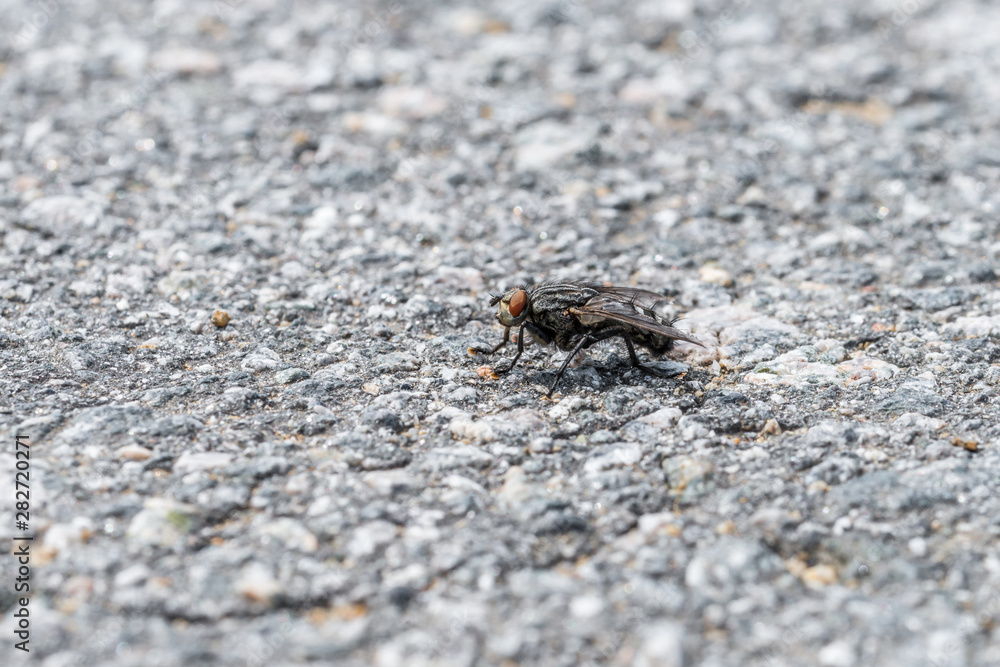 Eine große Fliege sitzt auf dem Asphalt einer geteerten Straße, Deutschland Eine große Fliege sitzt auf dem Asphalt einer geteerten Straße, Deutschland