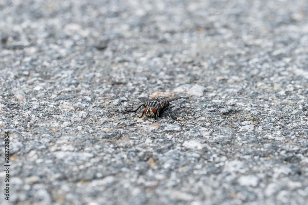 Eine große Fliege sitzt auf dem Asphalt einer geteerten Straße, Deutschland Eine große Fliege sitzt auf dem Asphalt einer geteerten Straße, Deutschland