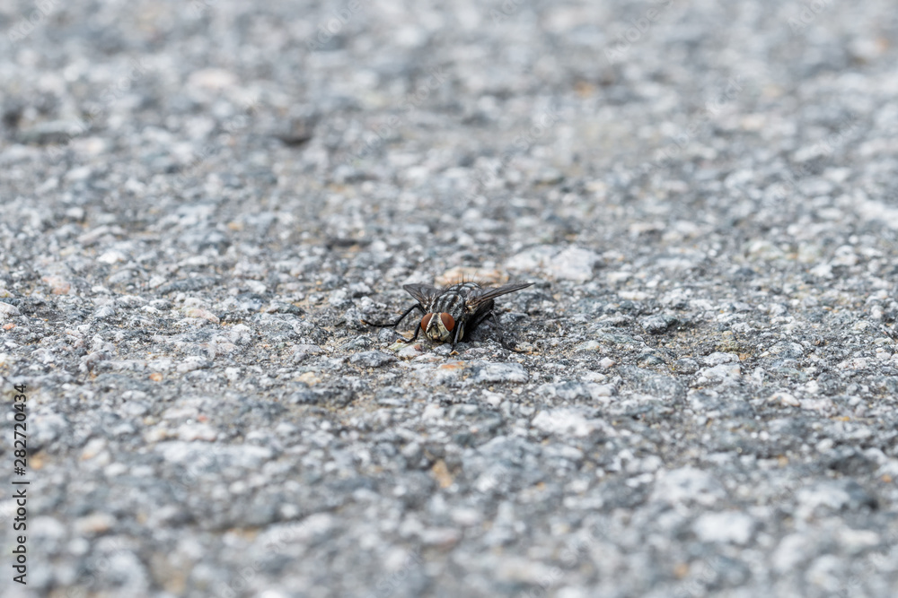 Eine große Fliege sitzt auf dem Asphalt einer geteerten Straße, Deutschland