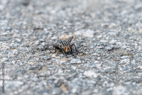 Eine gro  e Fliege sitzt auf dem Asphalt einer geteerten Stra  e  Deutschland