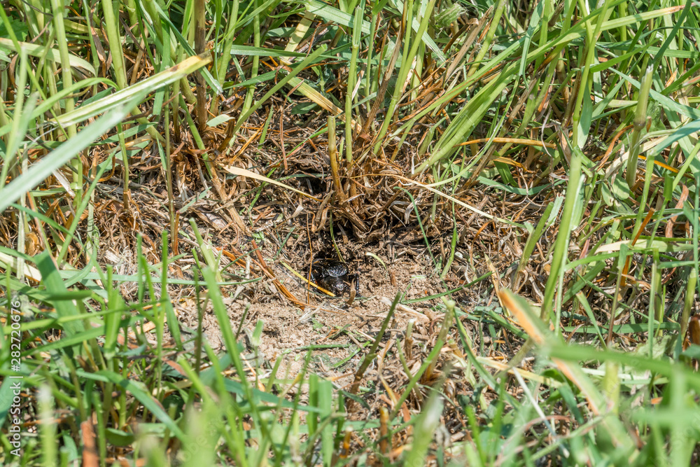 Nahaufnahme einer Grille in ihrem Bau auf einer Wiese, Deutschland