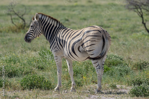 Junges Zebra in Etosha Namibia