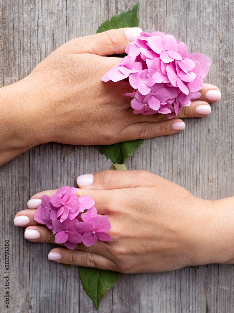 A woman with a beautiful fashionable manicure holds beautiful hydrangea flowers. Well-groomed hands. Congratulations for her. 