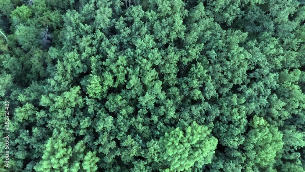 Aerial top view of summer green trees in forest background. Drone photography. Coniferous and deciduous trees. Beautiful panoramic photo over the tops of pine forest. Aerial top view of summer green trees in forest background. Drone photography. Coniferous and deciduous trees. Beautiful panoramic photo over the tops of pine forest.
