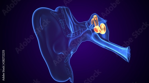 3d rendered inner ear cochlea on blue background