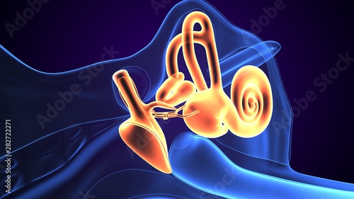 3d rendered inner ear cochlea on blue background