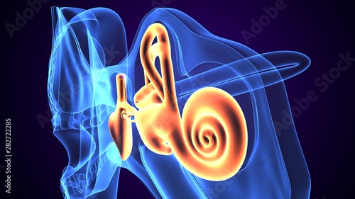 Εκτύπωση καμβά 3d rendered inner ear cochlea on blue background